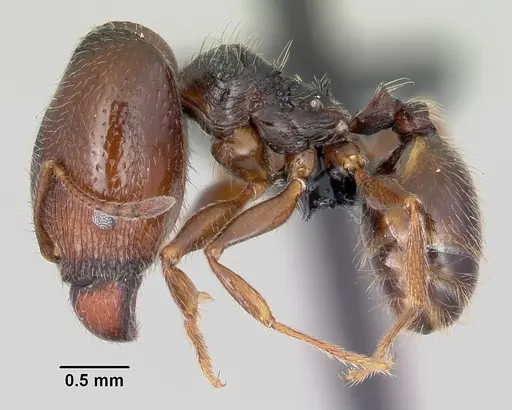 Pheidole senex specimen CASENT0064828 image casent0064828_3