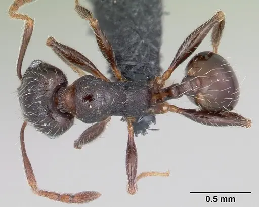 Pheidole senex specimen CASENT0104911 image casent0104911_1