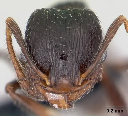 Pheidole senex specimen CASENT0104911 image casent0104911_2