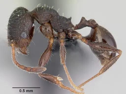 Pheidole senex specimen CASENT0104911 image casent0104911_3