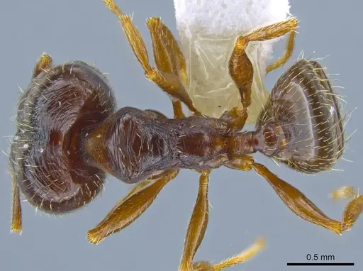 Pheidole senex specimen CASENT0639964 image casent0639964_1