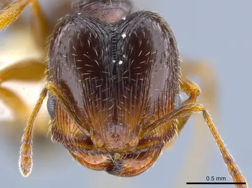 Pheidole senex specimen CASENT0639964 image casent0639964_2