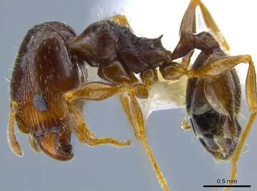 Pheidole senex specimen CASENT0639964 image casent0639964_3