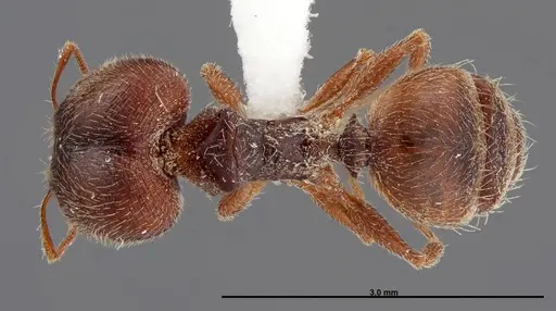 Pheidole senex specimen FMNHINS0000058307 image fmnhins0000058307_1