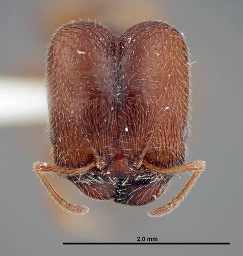 Pheidole senex specimen FMNHINS0000058307 image fmnhins0000058307_2