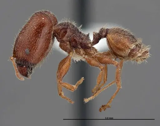 Pheidole senex specimen FMNHINS0000058307 image fmnhins0000058307_3