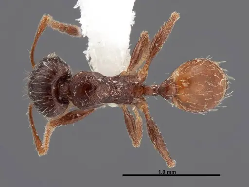 Pheidole senex specimen FMNHINS0000062771 image fmnhins0000062771_1