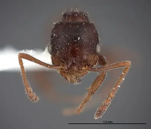 Pheidole senex specimen FMNHINS0000062771 image fmnhins0000062771_2
