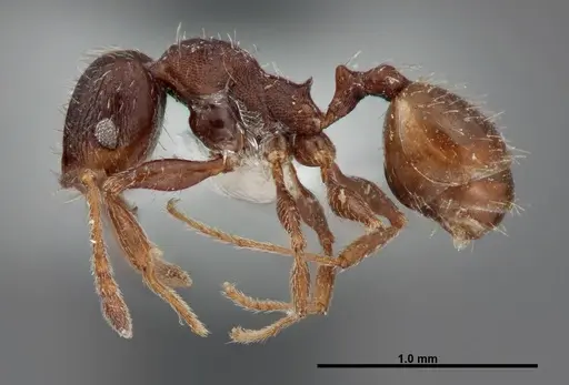 Pheidole senex specimen FMNHINS0000062771 image fmnhins0000062771_3