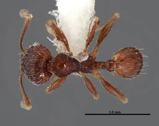 Pheidole senex specimen FMNHINS0000062784 image fmnhins0000062784_1