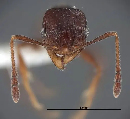 Pheidole senex specimen FMNHINS0000062784 image fmnhins0000062784_2