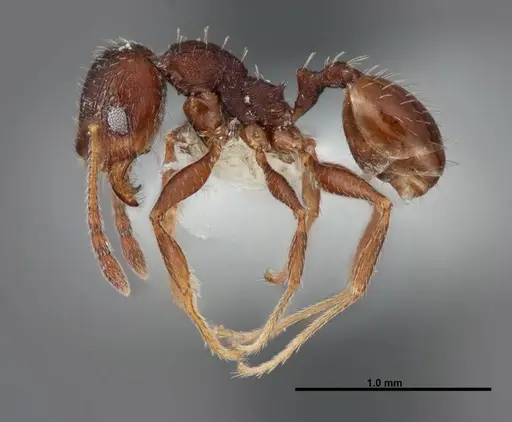Pheidole senex specimen FMNHINS0000062784 image fmnhins0000062784_3