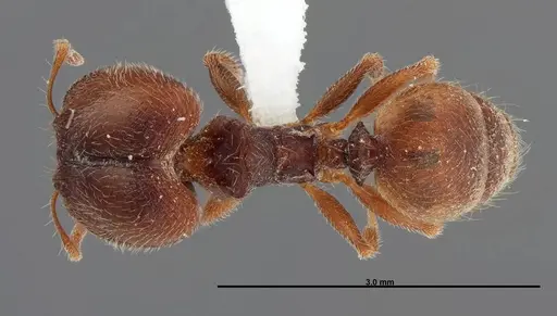 Pheidole senex specimen FMNHINS0000062794 image fmnhins0000062794_1