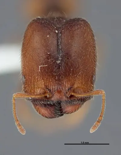 Pheidole senex specimen FMNHINS0000062794 image fmnhins0000062794_2