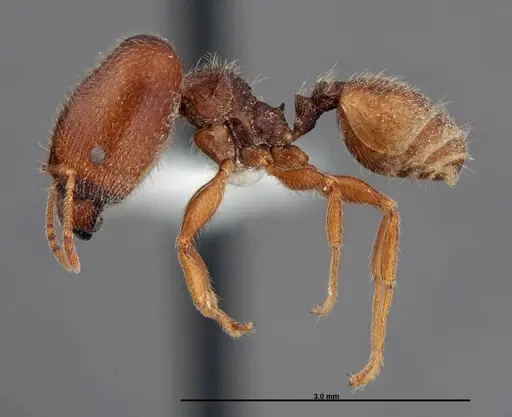 Pheidole senex specimen FMNHINS0000062794 image fmnhins0000062794_3