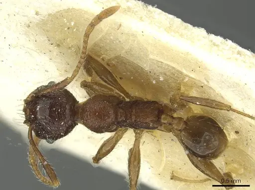 Pheidole senilis specimen CASENT0913336 image casent0913336_1