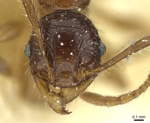 Pheidole senilis specimen CASENT0913336 image casent0913336_2