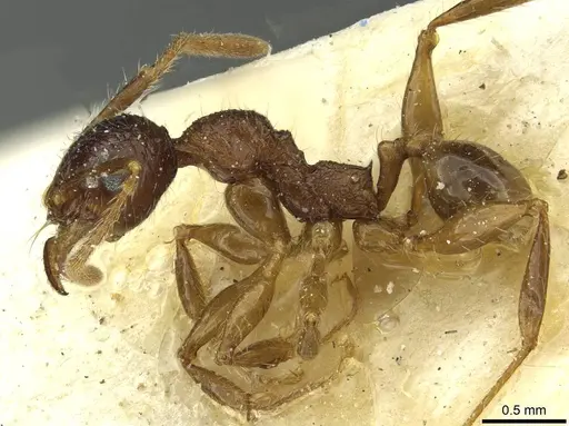 Pheidole senilis specimen CASENT0913336 image casent0913336_3