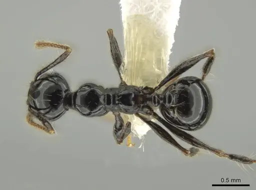 Pheidole sensipelada specimen CASENT0631274 image casent0631274_1
