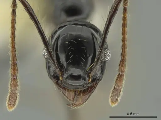 Pheidole sensipelada specimen CASENT0631274 image casent0631274_2