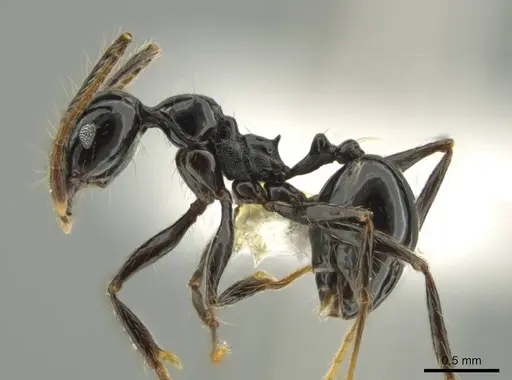 Pheidole sensipelada specimen CASENT0631274 image casent0631274_3