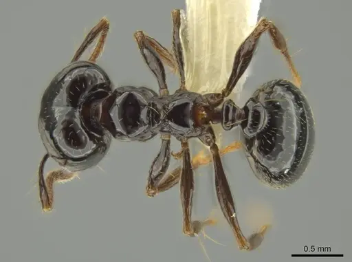 Pheidole sensipelada specimen CASENT0631275 image casent0631275_1