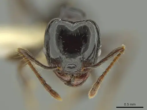 Pheidole sensipelada specimen CASENT0631275 image casent0631275_2
