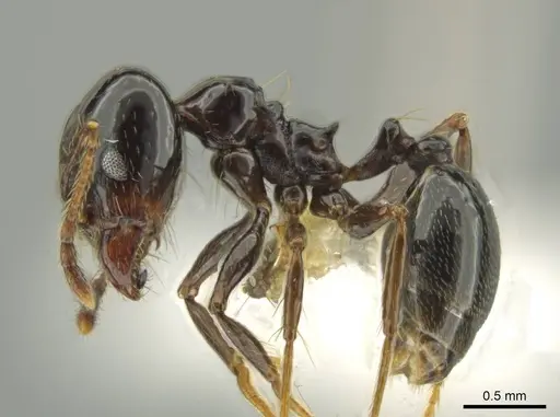 Pheidole sensipelada specimen CASENT0631275 image casent0631275_3