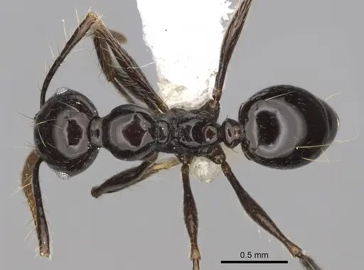 Pheidole sensipelada specimen CASENT0646448 image casent0646448_1