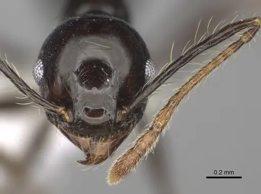 Pheidole sensipelada specimen CASENT0646448 image casent0646448_2