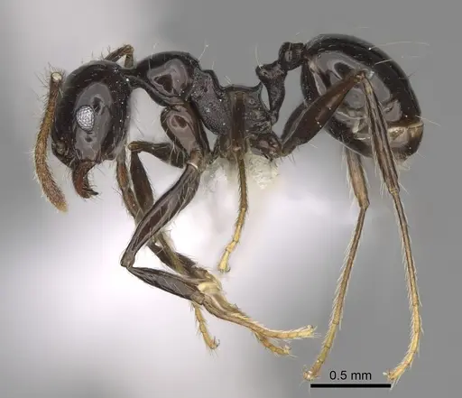 Pheidole sensipelada specimen CASENT0646448 image casent0646448_3