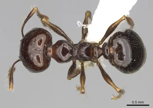 Pheidole sensipelada specimen CASENT0646453 image casent0646453_1