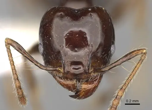 Pheidole sensipelada specimen CASENT0646453 image casent0646453_2