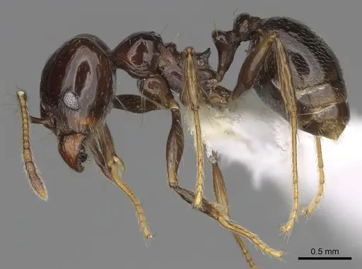 Pheidole sensipelada specimen CASENT0646453 image casent0646453_3
