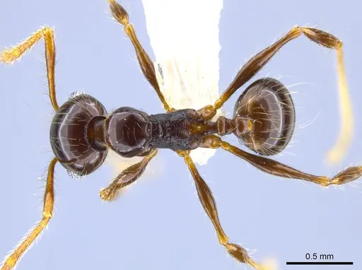 Pheidole sensitiva specimen CASENT0628046 image casent0628046_1