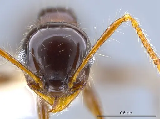 Pheidole sensitiva specimen CASENT0628046 image casent0628046_2