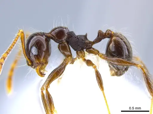 Pheidole sensitiva specimen CASENT0628046 image casent0628046_3