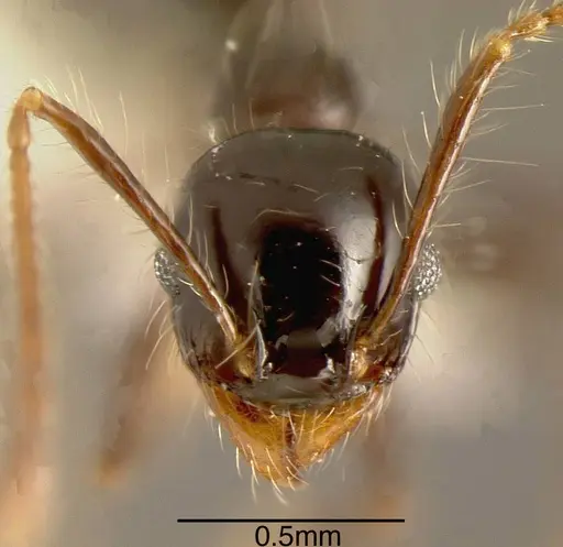 Pheidole sensitiva specimen CASENT0635525 image casent0635525_1
