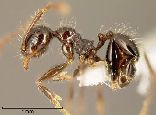 Pheidole sensitiva specimen CASENT0635525 image casent0635525_2