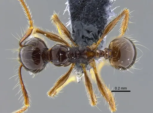 Pheidole sensitiva specimen CBUMAGENT42051 image cbumagent42051_1