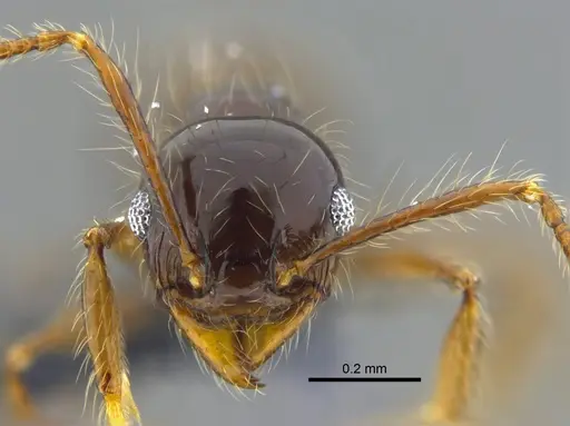 Pheidole sensitiva specimen CBUMAGENT42051 image cbumagent42051_2