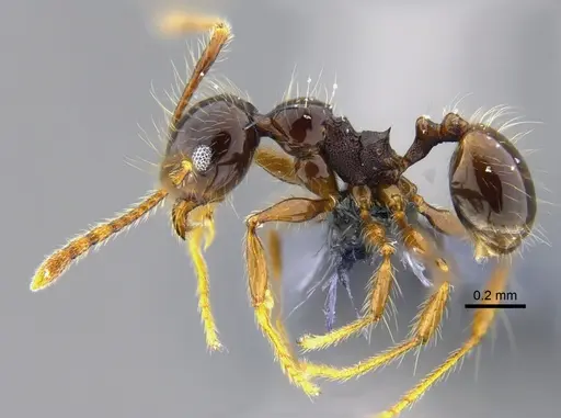 Pheidole sensitiva specimen CBUMAGENT42051 image cbumagent42051_3