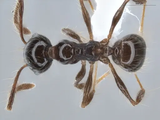 Pheidole sensitiva specimen ECOFOG-BAF19-0049-03 image ecofog-baf19-0049-03_1