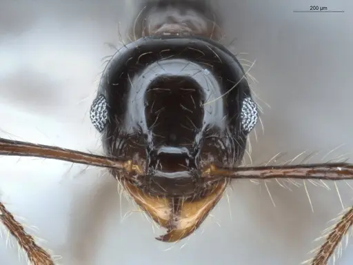 Pheidole sensitiva specimen ECOFOG-BAF19-0049-03 image ecofog-baf19-0049-03_2