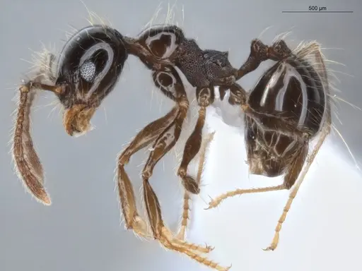 Pheidole sensitiva specimen ECOFOG-BAF19-0049-03 image ecofog-baf19-0049-03_3