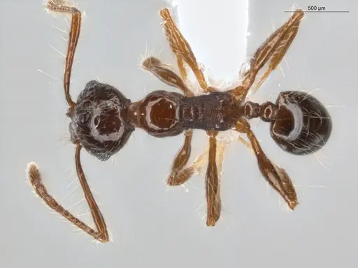 Pheidole sensitiva specimen ECOFOG-IT14-1010-13 image ecofog-it14-1010-13_1