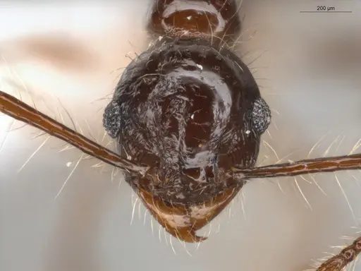 Pheidole sensitiva specimen ECOFOG-IT14-1010-13 image ecofog-it14-1010-13_2