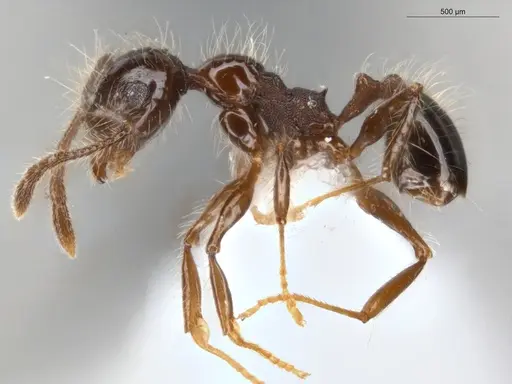 Pheidole sensitiva specimen ECOFOG-IT14-1010-13 image ecofog-it14-1010-13_3