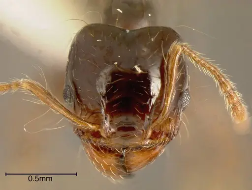 Pheidole sensitiva specimen INBIOCRI001242794 image inbiocri001242794_1