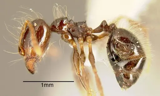 Pheidole sensitiva specimen INBIOCRI001242794 image inbiocri001242794_2